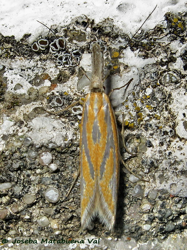 Pleurota (Pleurota) honorella - Oecophoridae